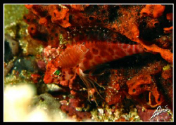 parasite feeding on a hawkfish... by Adriano Trapani 